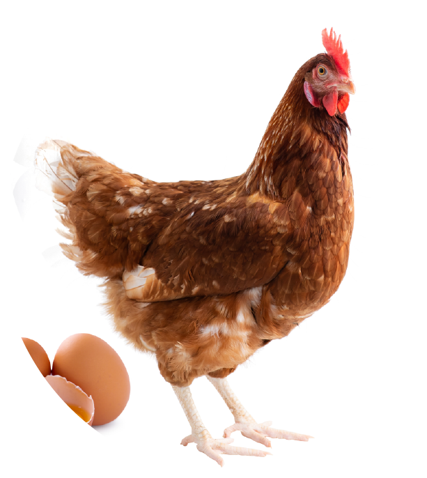 Linomix for Laying hens