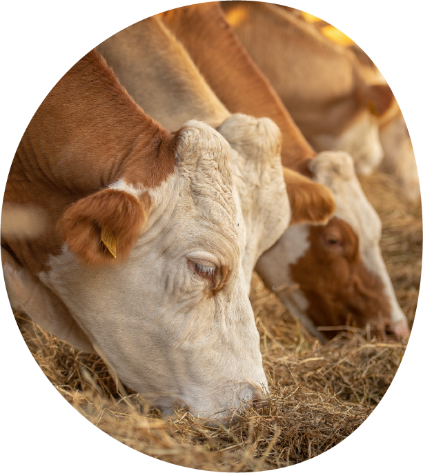 Linomix for dairy cows & beef cattle